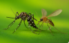 MOSQUITOS E FLEB&Oacute;TOMOS